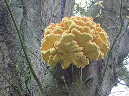 Yellow threads extending down into the soil where it parasitizes the fungus elaphomyces granulatus. Yellow Mushroom Fungi On Oak Tree Stuffed Mushrooms Polypore Edible Flowers