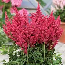 When choosing which full sun perennials to buy, it is best to. Full Sun Zone 7 Plants Perennial Google Search Flowers Perennials Planting Flowers Plants