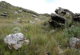 Image result for Schizochilus