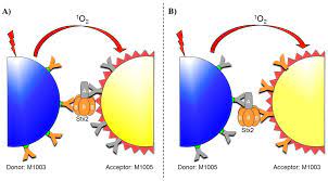 A known quantity of infliximab is coated on the plate, and added to the coated wells. Toxins Free Full Text Detection Of Shiga Toxin 2 Produced By Escherichia Coli In Foods Using A Novel Alphalisa Html