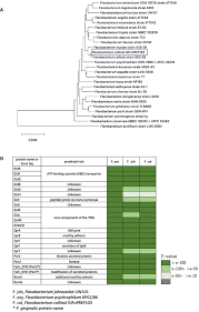 Frontiers | Transposon mutagenesis and genome sequencing identify two  novel, tandem genes involved in the colony spreading of Flavobacterium  collinsii, isolated from an ayu fish, Plecoglossus altivelis