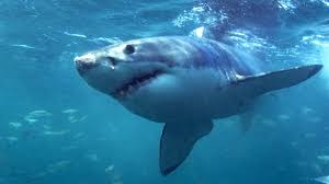 Explore the underwater adventure and help kenny, a brave young scuba diver, restore all the broken pieces in different parts of the world. Australia Shark Attack Surfer Survives Mauling That Was Like Being Hit By A Truck Bbc News