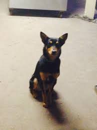 Different colors of kelpie carry different names. Lexi Is An 11 Month Old Working Standard Black And Tan Kelpie She S Owned By Katharinemarkha Australian Kelpie Dog Breeds Animals