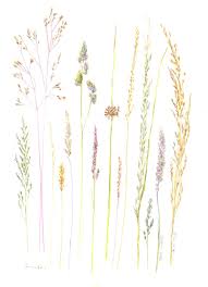 Artists Journal Workshop Interview 17 Meet Catriona Andrews Botanical Drawings Nature Illustration Botanical Art