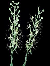 Image result for Bonatea antennifera