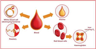 Ketika sel darah merah mengalami proses lisis oleh patogen atau bakteri, maka hemoglobin di dalam sel darah merah akan melepaskan radikal bebas. Biologi Gonzaga Hemoglobin Hb