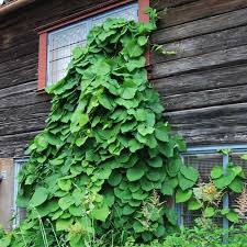 Maybe you would like to learn more about one of these? Japanskt Blaregn Hon Beni 2 Liter 30 40 Cm