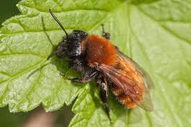 Mai gefeiert und hier geht es um dinge, die wir für die bienen tun können. Die Biene Als Botschafterin Fur Nachhaltiges Handeln Bienenretter Projekt