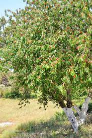 Right now, the cherry trees are flowering in japan and families are enjoying 'hanami' picnics out in nature. How To Grow And Care For Fruiting Cherry Trees Gardener S Path