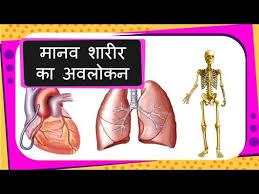 Science Human Body Parts And Organs Introduction For Children Hindi