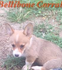 Uptown puppies offers a free puppy finder service that connects responsible, ethical breeders with responsible, ethical buyers in indiana. Pembroke Welsh Corgi Puppy Dog For Sale In Springville Indiana
