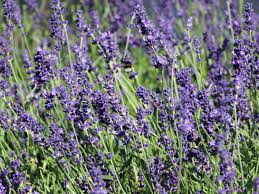 The fragrant flowers and foliage make it a favourite for herb gardens and in the perennial border. Lavendel Dwarf Blue Finde Deine Neue Staude Online Ratgeber