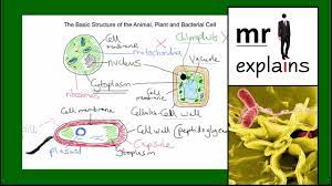 A plant cell is mainly a eukaryotic cell with a true nucleus and organelles similar to an animal cell but also consists of certain specific components such as chloroplasts which carry out photosynthesis. Mr I Explains The Basic Structure Of Animal Plant And Bacterial Cells Youtube