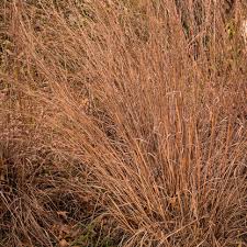Image result for Schizachyrium brevifolium