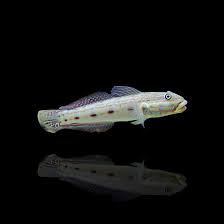 Image result for Tinnea galpinii