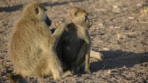 Baboon description, behavior, feeding, reproduction. Why Male Baboons Benefit From Female Friends The New York Times