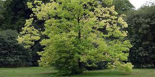Maybe you would like to learn more about one of these? Common Hackberry Flowering Time Description Seasonal Development And General Distribution In Illinois
