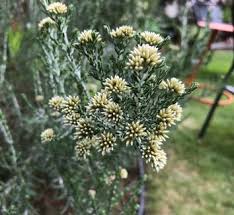 Image result for Helichrysum aureum
