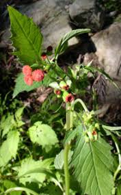 Image result for Crassocephalum crepidioides