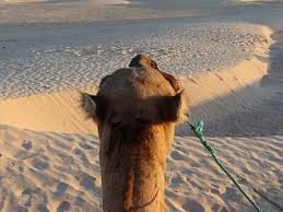 , sunset camels wallpapers pinterest beautiful two dogs and 2048×1365. Hd Wallpaper Sand Sahara Camel Africa Hot Desert Dune Sunset Arabic Wallpaper Flare