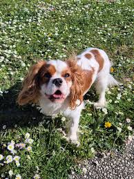 ESPRITS DE CKC-KC 💙 OFFICIEL