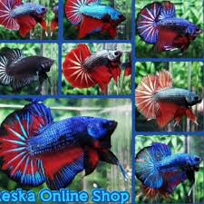 Ikan cupang terbagi atas 3 golongan, yaitu, cupang hias, cupang aduan, dan cupang liar. Top Sale Ikan Cupang Besgel Line Avatar Gordon Proses Mutasi Warna Shopee Indonesia