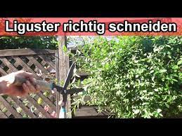 Wenn der liguster zu hoch geworden ist, schneiden sie die pflanze am besten auf eine höhe von 50 zentimeter zurückschneiden. Ligusterhecke Schneiden Video Anleitung Liguster Zuruckschneiden Ab Wann Wie Oft Youtube