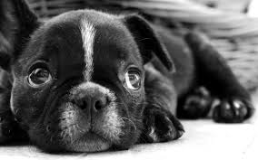 Black Pug Puppy Hd Wallpaper Wallpaper Flare