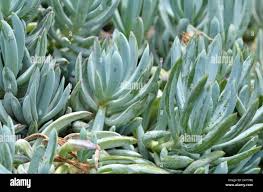 Image result for tbn:HNtrRnQBmFuaxM::www.bluechopsticks.com/img_large/800CC_0805S1015.jpg