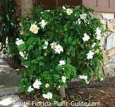 Pin By Time Realty Services Inc On Florida Plants Gardenia Bush Gardenia Trees Florida Landscaping