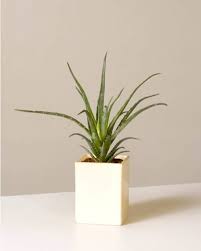 A Quelle Frequence Arroser Les Plantes D Interieur Le Guide Simple Et Pratique Decoration Plantes Interieur Plantes De Decor De Maison Plante Salle De Bain