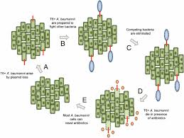 Image result for Striga baumannii