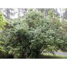 Image result for Agarista