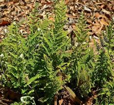 Image result for Cheilanthes quadripinnata