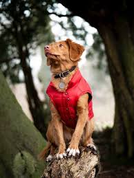 Allen varianten gemeinsam ist, dass sie im falle einer infektion in erster linie zum schutz anderer dienen. Hundemantel Selbst Nahen Einfache Anleitung Fur Anfanger