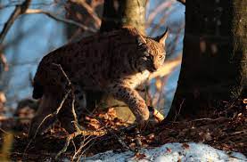 Sa se elaboreze un program in care de la tastatura se introduce numarul zilei saptaminei si sa se afiseze denumirea zilei. 11 Animale Periclitate Din Romania Revista National Geographic Romania