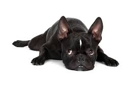 Hubley cast iron boston terrier doorstop. All Black Boston Terrier