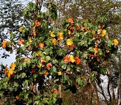 Image result for Pterospermum