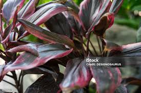 Image result for Rhizophoraceae