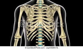 The rib cage is the arrangement of ribs attached to the vertebral column and sternum in the thorax of most vertebrates, that encloses and protects the vital organs such as the heart, lungs and great vessels. What Body Parts Are Under The Rib Cage Human Skeletal System Human Body Facts Skeleton They Are Curved And Flat Bones Zada Glick