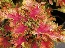 Image result for Coleus sylvestris