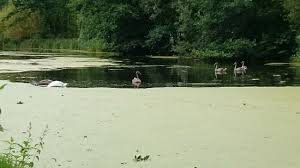 Te proponemos 3 originales juegos para fiesta de adultos ideales para romper el hielo y que la gente interactúe entre sí. Hoveton Hall Gardens Norwich 2021 Que Saber Antes De Ir Lo Mas Comentado Por La Gente Tripadvisor