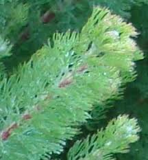 Image result for Swertia brownii