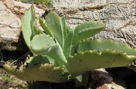 Image result for Kalanchoe brachyloba