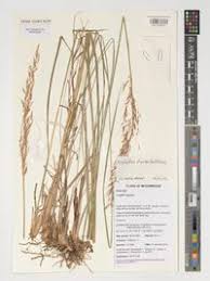 Image result for Sorghastrum stipoides