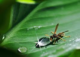 Warum Haben Wir Angst Vor Insekten Gesellschaft Berichte