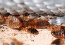 Bed bugs will die at 113 degrees fahrenheit if it's sustained for 90 minutes or more. Bed Bugs Bite Back Syngenta