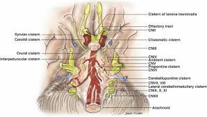 The Basal Subarachnoid Cisterns Surgical And Anatomical Considerations Sciencedirect