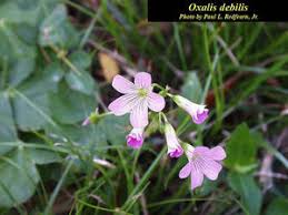 Image result for Oxalis debilis