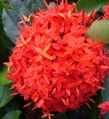 Image result for Ixora praetermissa